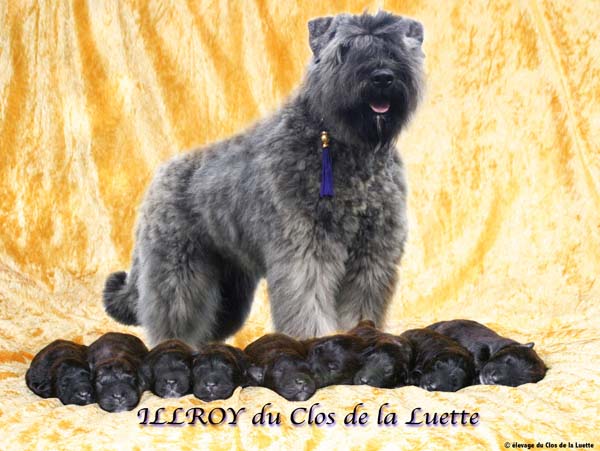 LABEL DU SITE WEB ELEVAGE DU CLOS DE LA LUETTE SPECIALISE POUR LE BOUVIER DES FLANDRES ©